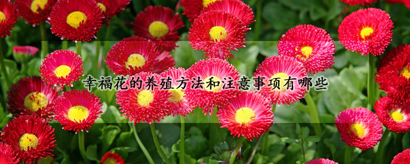 幸福花的養(yǎng)殖方法和注意事項(xiàng)有哪些