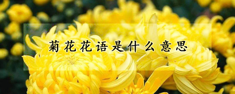 菊花花語是什么意思