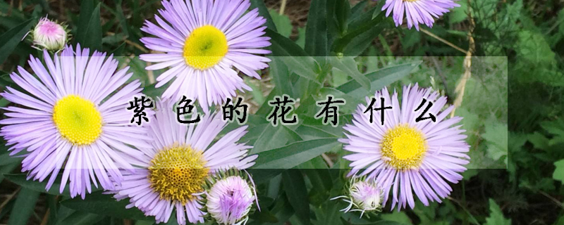 紫色的花有什么