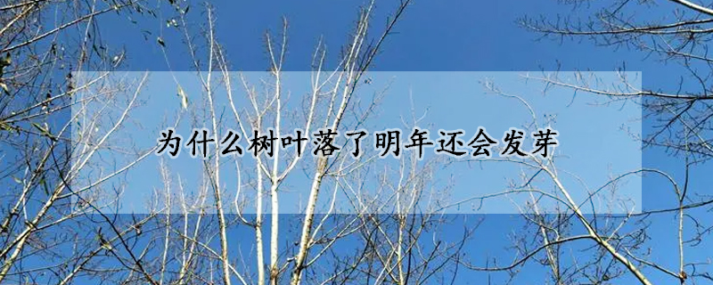 為什么樹葉落了明年還會發芽