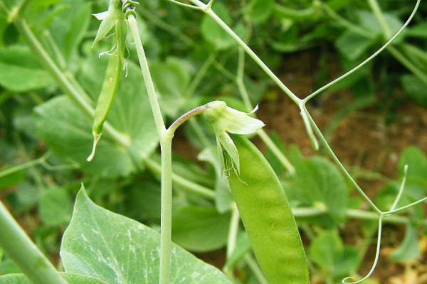 荷蘭豆怎么摘