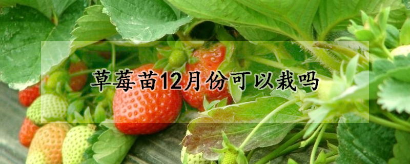 草莓苗12月份可以栽嗎