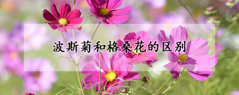 波斯菊和格桑花的區(qū)別