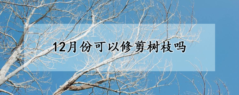 12月份可以修剪樹枝嗎