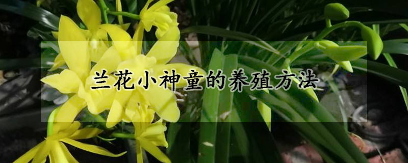 蘭花小神童的養(yǎng)殖方法