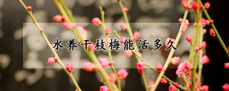 水養(yǎng)干枝梅能活多久