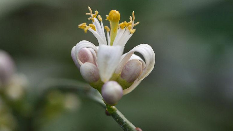 橘子花的花語和寓意