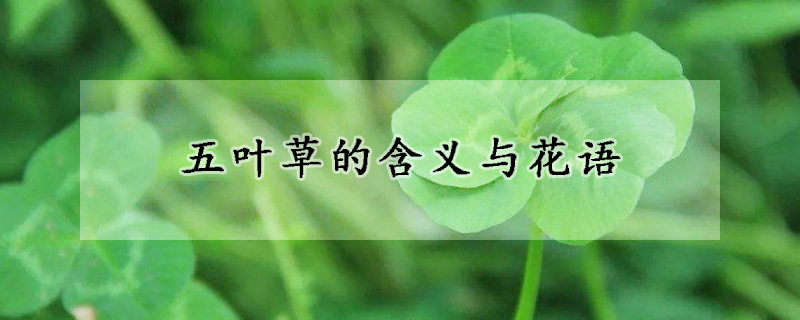 五葉草的含義與花語