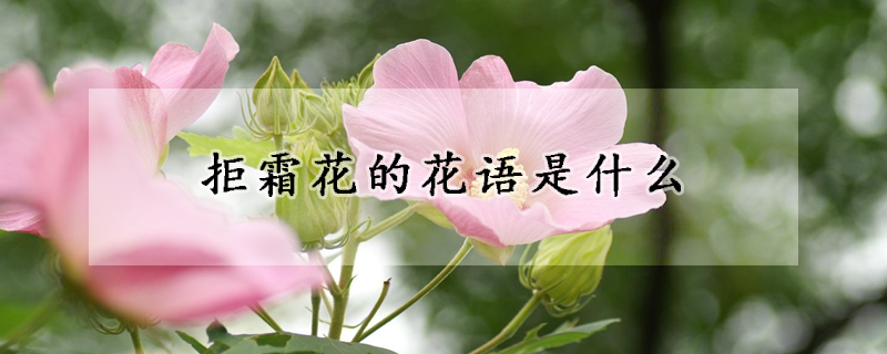 拒霜花的花語是什么