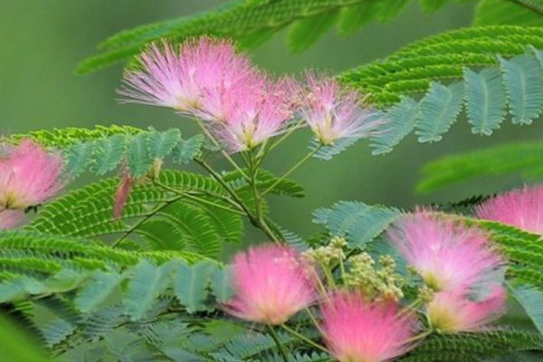 代表同性戀的花是什么花 代表愛情的花有哪些