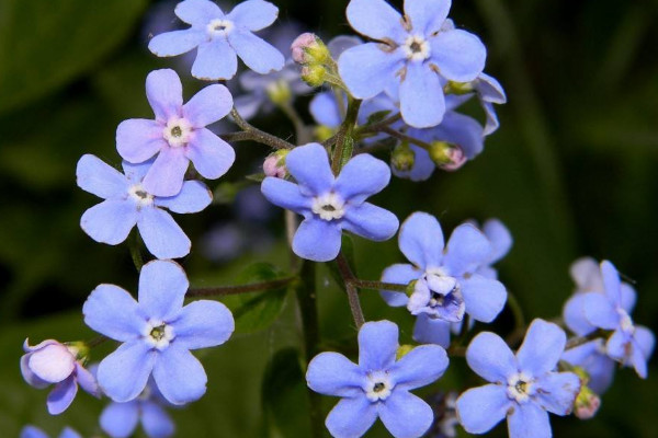 代表同性戀的花是什么花 代表愛情的花有哪些