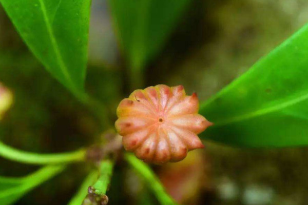 八角和莽草的區(qū)別