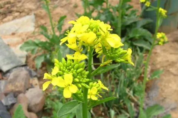 白菜花怎么種