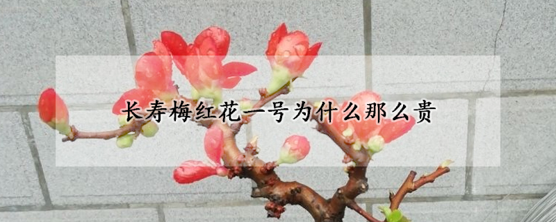 長(zhǎng)壽梅紅花一號(hào)為什么那么貴