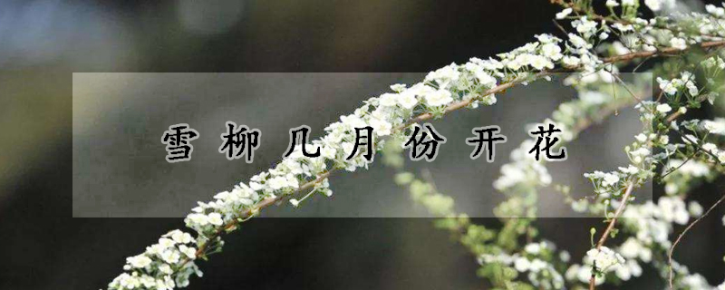 雪柳幾月份開花