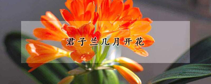 君子蘭幾月開花