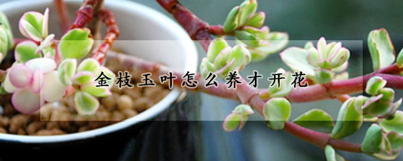 金枝玉葉怎么養才開花