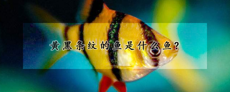 黃黑條紋的魚是什么魚?