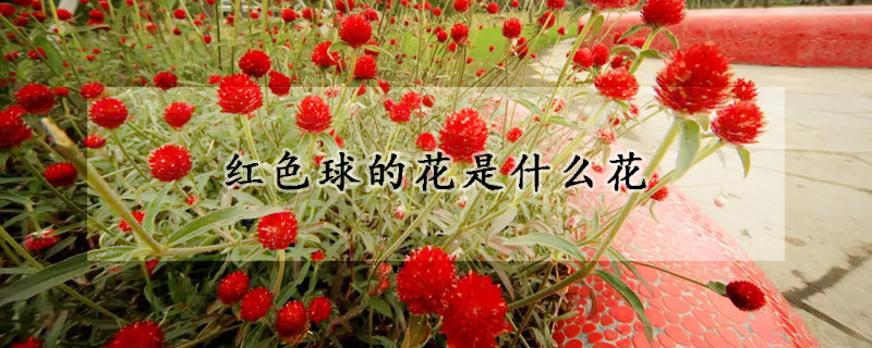 紅色球的花是什么花