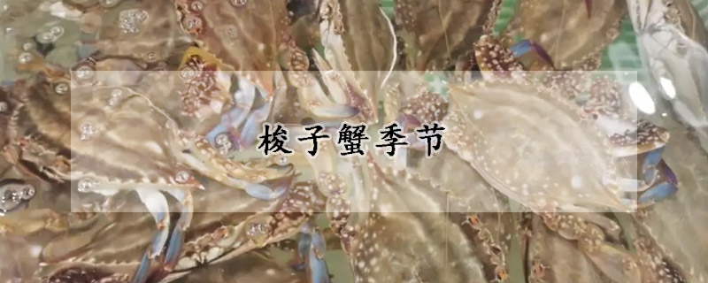 梭子蟹季節(jié)