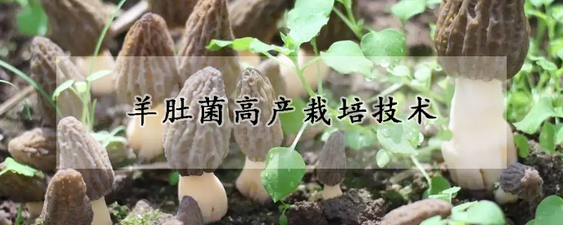 羊肚菌高產栽培技術