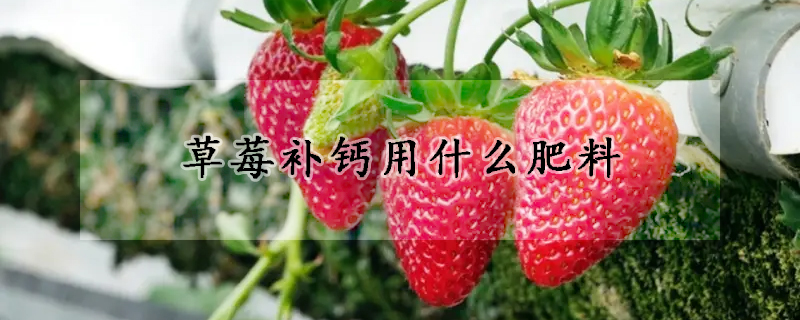 草莓補鈣用什么肥料