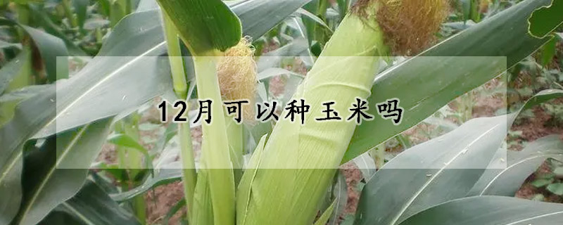 12月可以種玉米嗎