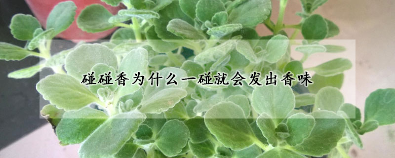 碰碰香為什么一碰就會發出香味