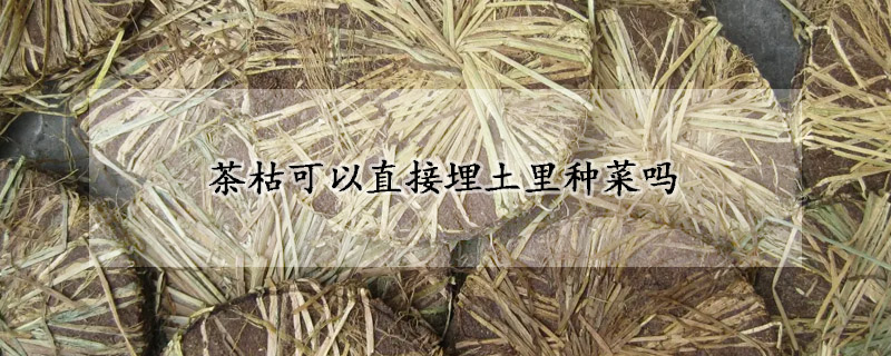 茶枯可以直接埋土里種菜嗎