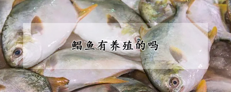 鯧魚有養殖的嗎