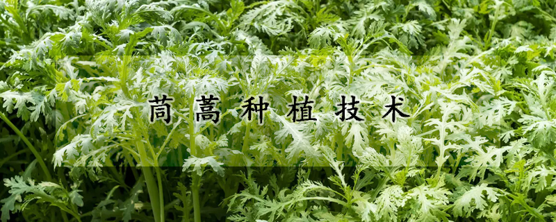 茼蒿種植技術