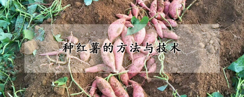 種紅薯的方法與技術(shù)