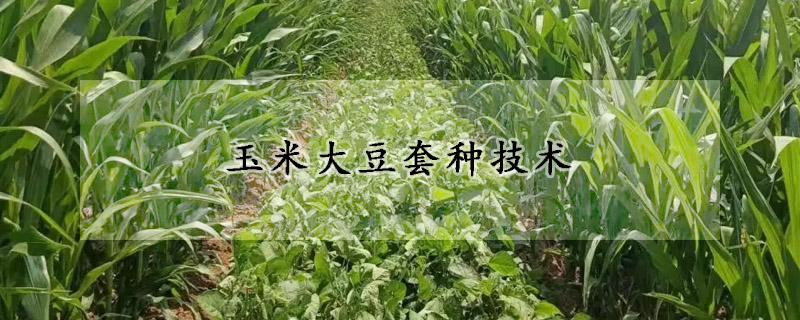 玉米大豆套種技術(shù)