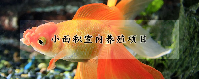 小面積室內(nèi)養(yǎng)殖項(xiàng)目