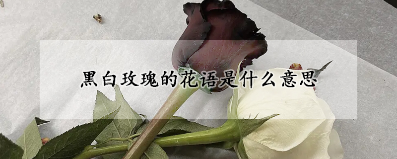 黑白玫瑰的花語是什么意思