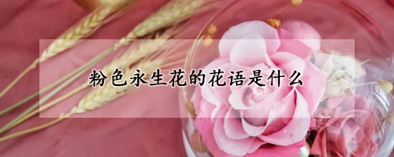 粉色永生花的花語是什么