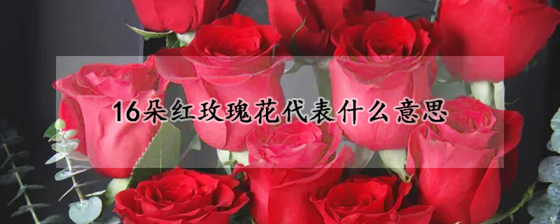 16朵紅玫瑰花代表什么意思