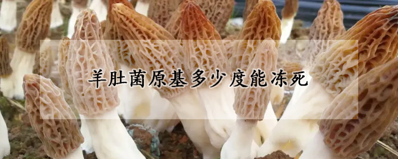 羊肚菌原基多少度能凍死