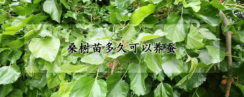 桑樹苗多久可以養蠶