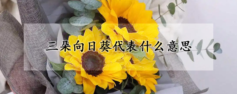 三朵向日葵代表什么意思