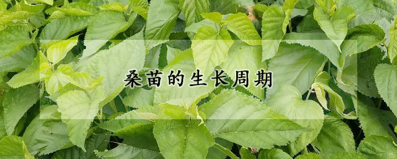 桑苗的生長周期