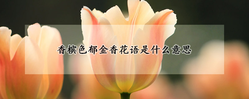 香檳色郁金香花語是什么意思