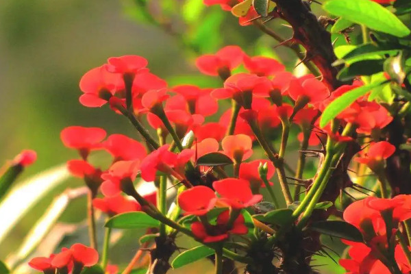 10種代表冬天的植物 冬天有哪些代表性植物