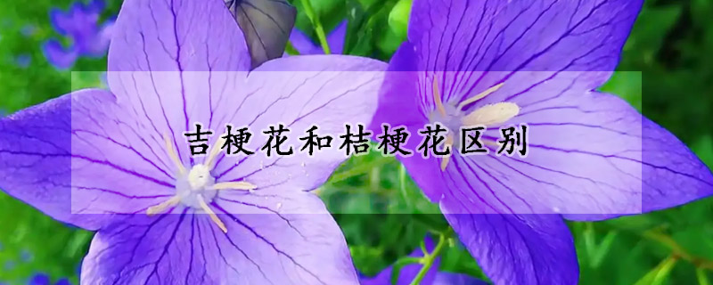 吉梗花和桔?；▍^別