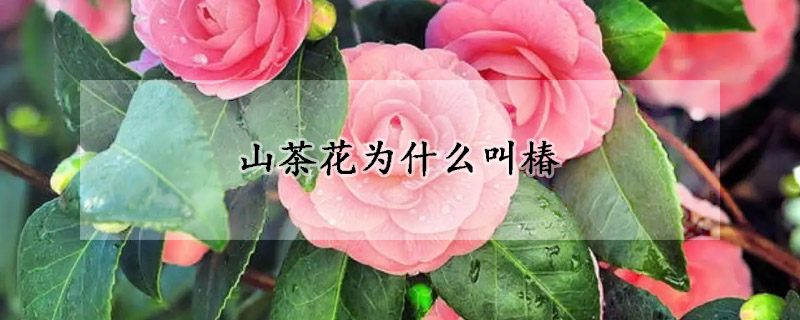 山茶花為什么叫椿