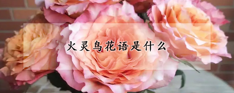 火靈鳥花語是什么