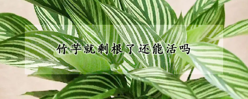 竹芋就剩根了還能活嗎