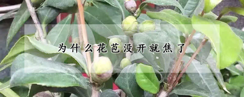 為什么花苞沒開就焦了