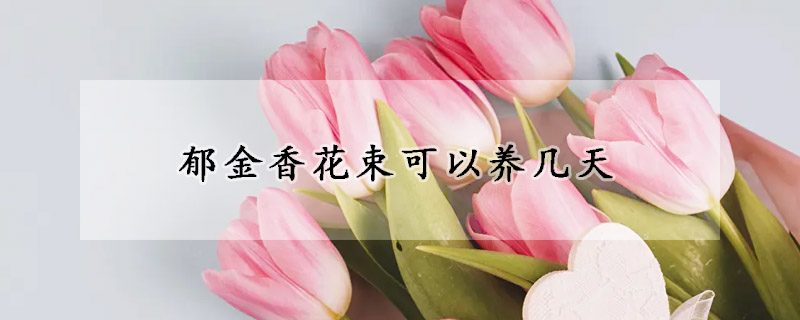 郁金香花束可以養(yǎng)幾天