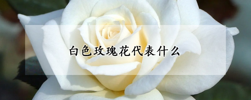 白色玫瑰花代表什么